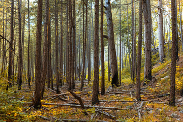 Sunbeams in Natural Spruce Forest