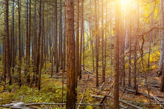 Fototapeta Sunbeams in Natural Spruce Forest