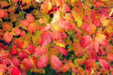 Natural autumn background from red leaves viburnum