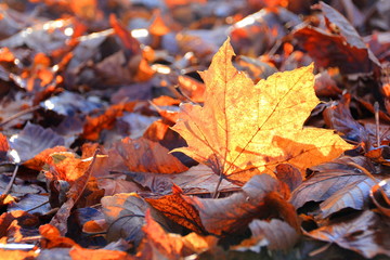 Ahornblatt im Herbst