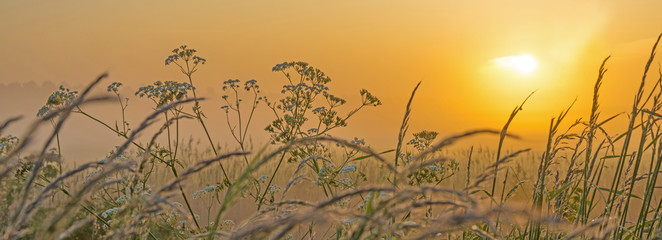 Obrazy na Plexi  Zamglony wschód słońca nad polem na wiosnę