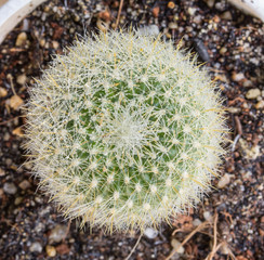 Top View of Close up Green Cactus