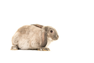 Cute grey rabbit isolated on a white background
