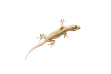 Closeup lizard isolated on white background