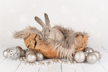 Grey rabbit in a christmas scene as christmas card