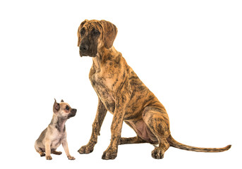 Brown great dane and cute chihuahua looking up to the great dane isolated on a white background