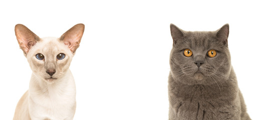 Duo portrait of two cats, one siamese one british shorthair isolated on a white background