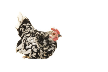 Back and white chicken isolated on a white background