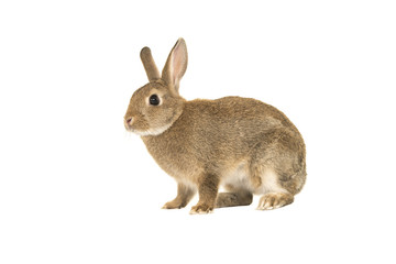 Cute brown rabbit isolated on a white background