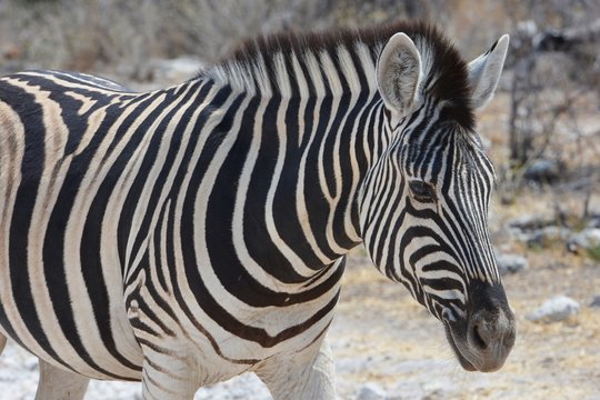 Steppenzebra (Equus Quagga) im Etosha Nationalpark