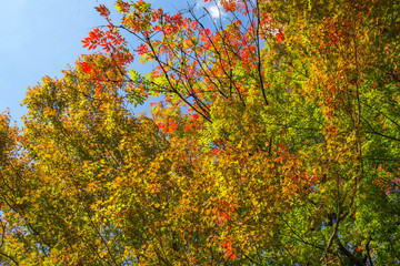 紅葉間近の木々