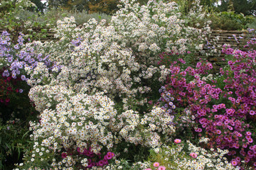 Obraz premium Mixed colour aster flowers
