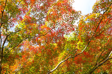 紅葉間近の木々