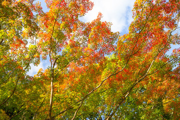 紅葉間近の木々
