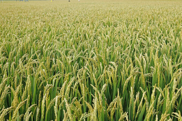 In the field, the rice is growing