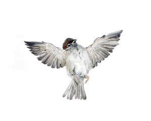 Fly up sparrow isolated