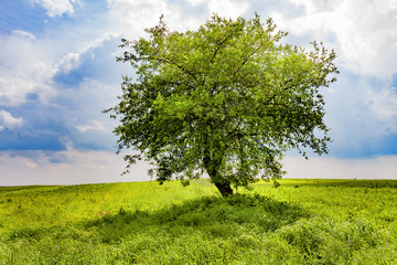 Fototapeta na wymiar Tree on green meadow