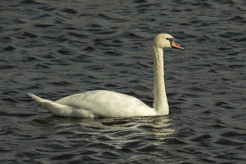 Mute Swan