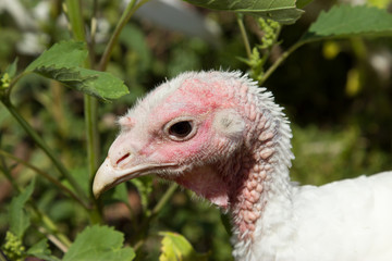 Portrait of turkey