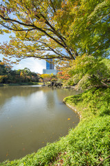 紅葉間近の木々