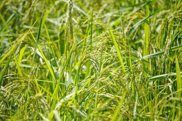 green rice field