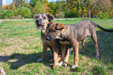 Fototapeta na wymiar Two young dogs in the park