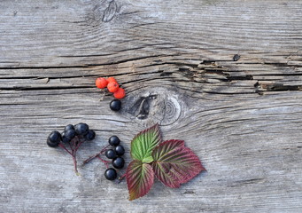 Leaves and Berries on Old Board