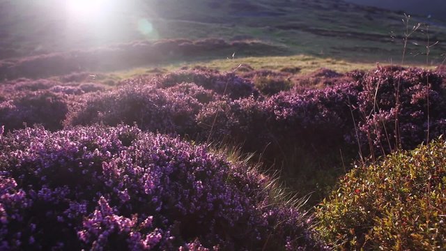 Mountain Purple Heather Flowers Waving on the Breeze Dolly Shoo