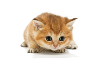 Small orange kitten of the British breed