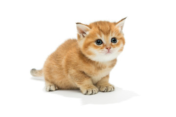 Small orange kitten of the British breed