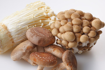 きのこの集合　Mushrooms set