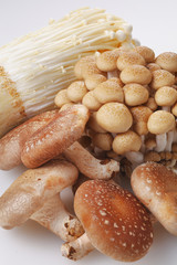 きのこの集合　Mushrooms set