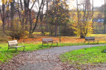 Three benches in the park in autumn with blurred background and foreground