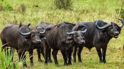 Buffalo cleaning by small birds, Kenya
