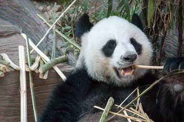 Obraz premium Hungry giant panda bear eating