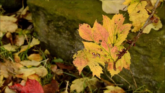 Close up of Guelder Rose (Viburnum opulus) branch with autumn (fall) leaves in front of a rock.