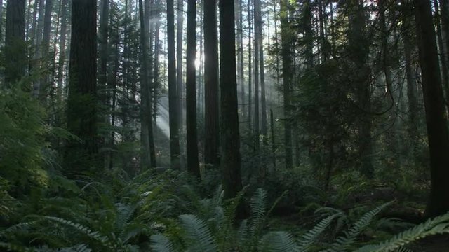 Pacific Northwest Forest Sun Flare dolly shot left. A camera dolly shot into a sun flare in a temperate rainforest of the Pacific Northwest.
