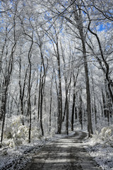 Winter Wonderland Scene