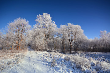 Winter landscazpe with frozen trees
