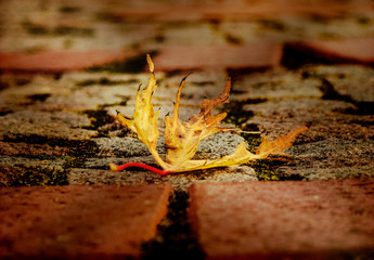 жёлтый лист лежащий на земле