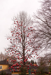 Baum mit großen roten Christbaumkugeln  / Hoher Baum im Winter ohne Blätter mit großen roten Christbaumkugeln