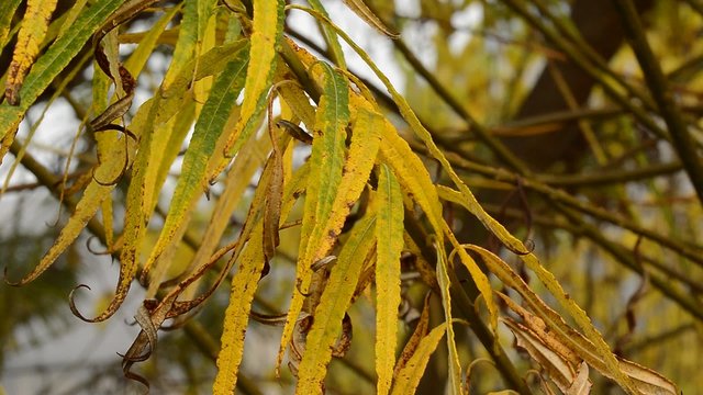 Close up of autumn Willow leaves and branches moving in the breeze. 