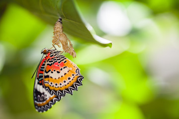 Le papillon chrysope léopard sort de la chrysalide