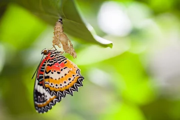 Crédence en verre imprimé Papillon Le papillon chrysope léopard sort de la chrysalide