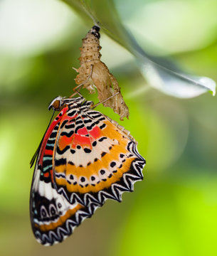 Leopard Lacewing Butterfly Come Out From Pupa