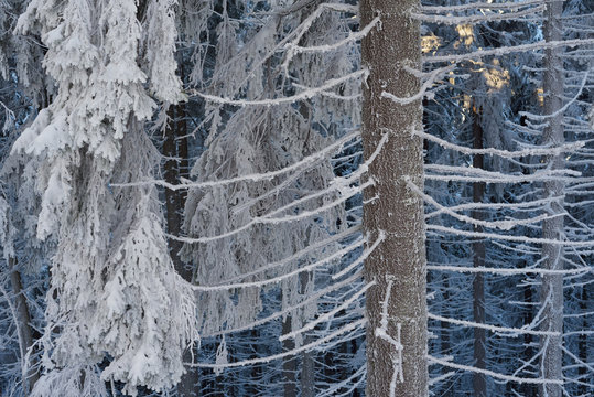 Fototapeta Winter forest in snow