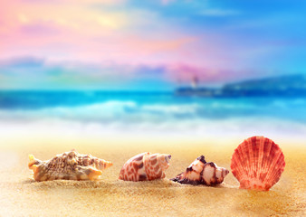 Obraz na płótnie Canvas Seashells on the summer beach