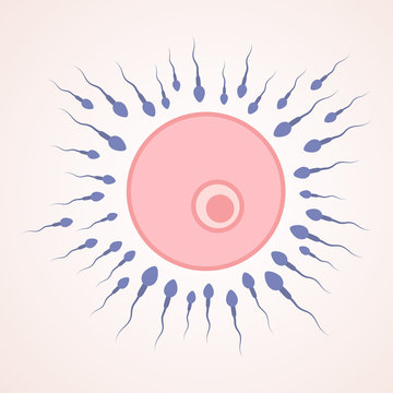 sperm and egg