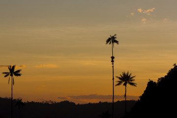 Sunset on the Cocora valley with giant wax palms  near Salento,