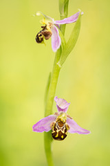 Blooming bee orchid flowers